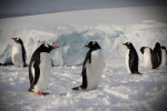 Antarktika'ya kadar ulaştı: Mikroplastik tehlikesi!