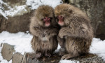 Çin'de maymun deneyleri virüsle ilgili önemli bulgular ortaya koydu