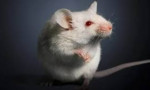 Bilim insanları gen tedavisiyle felçli farelerin yürümesini sağladı