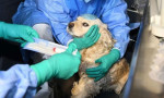 Güney Kore'de evcil hayvanlara koronavirüs testi yapılmaya başlandı