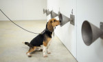 Narkotik köpekleri, Kovid-19 vakalarını testlerden bir hafta önce tespit edebiliyor