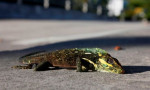 Florida'da halka uyarı: İguana yağabilir!