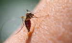 Bilim insanları sivrisinekleri neyin çektiğini keşfetti!