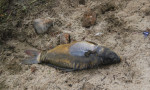 Bolu'da barajda toplu balık ölümü