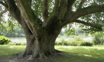 '9 binden fazla keşfedilmemiş ağaç türü var'
