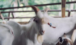 İspanya'da orman yangınlarına karşı 'keçi ve koyun' formülü