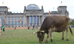 Almanya'da meclisi inekler bastı