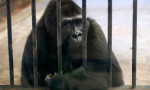 Hayvanat bahçesinden uyarı: Gorillere video izletmeyin