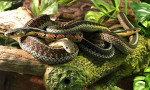 Aşırı sıcaklarla gelen yeni tehlike: Zehirli yılanlar