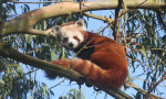 Nesli tükenen kızıl panda nüfusuna iki yeni üye