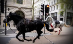 Merasim atları Londra'yı birbirine kattı!