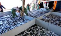 Balık fiyatları zamlandı