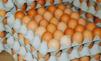 Milyonlarca tüketiciyi üzen yumurta fiyatları Başmakçı'yı sevindirdi