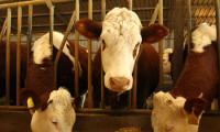 Çekya'dan ithal edilen sığırlar kesilecek