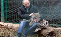 İşte Putin'in leoparı