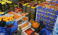 Yaş meyve sebze ihracatı artış gösterdi