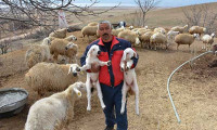 Sertifikalı çobanlar sürüye sahip oldu