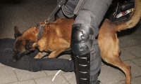 Hollanda polisinin köpekli saldırısına uğrayan Kurt Türkiye'de