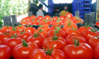 Rusya 1 ton Türk domatesini imha etti