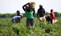 Tarım işçisinin günlük  ücreti yüzde 13 arttı