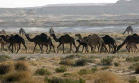 Suudiler 15 bin Katar devesini kovdu!