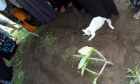 Sahibinin mezarını kazmaya çalışan kedinin dramı