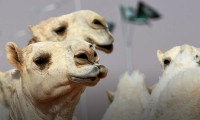 Botoks yaptıran develer yarışmadan diskalifiye edildi