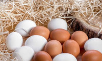 Türk yumurtacılar Avrupa'ya açıldı