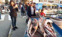 Türk balıkçıların tuttuğu köpek balıklarına Yunan talip