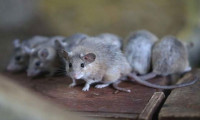 Yer Bursa… Bu fareler koruma altına alındı