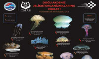 TÜDAV'dan zehirli deniz analarına  dikkat Posteri