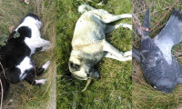 Trabzon’da esrarengiz hayvan ölümleri!