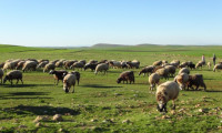 300 koyun projesinde koyunlar ne zaman dağıtılacak