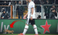 Beşiktaş-Bayern Münih maçında sahaya giren kedi İngiliz basınında