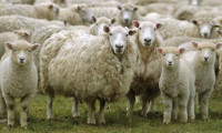 300 koyun başvuru sonuçları açıklandı