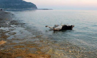 Antalya'da denizden ölü boğa çıktı