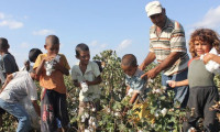 FAO'dan çocuk işçi uyarısı