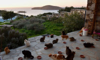 Deniz manzarası eşliğinde 55 kediye bakıp maaş almak ister misiniz?