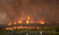 Mudanya'da orman yangını
