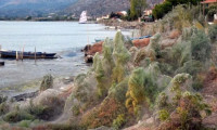 Yunanistan'da bir kasabada tüm sahil örümcek ağlarıyla kaplandı