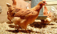  'Kanser ilaçları yumurtlayan' tavuk yetiştirildi