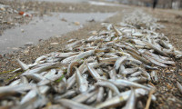 Yüzlerce balık sahile vurdu