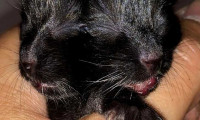 'İki yüzlü' kedi yavrusu Duo hayata tutunmaya çalışıyor