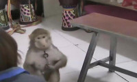 Çin'de maymun, bakıcısının telefonundan sipariş verdi!