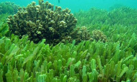 Çin Alzheimer hastalığını deniz yosunuyla tedavi edecek