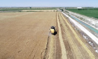 'Buğday ithalatı kararı, fiyatları etkilerse ekim alanları azalabilir'