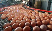 Yumurta üreticileri Arap pazarına yöneldi
