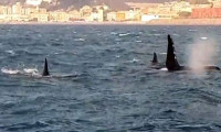  İtalya sahillerinden geçen katil balinalar görenleri şaşırttı