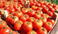 İstanbullular tanzim satıştan en çok domates aldı
