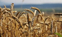 Bakanlık açıkladı: Buğday üretimi ihtiyacı karşılamaya yetiyor